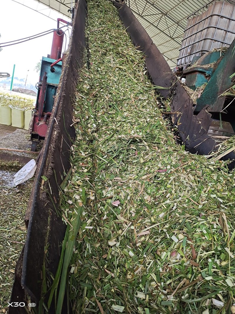 马牛羊青贮草料