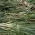 马牛羊青贮草料