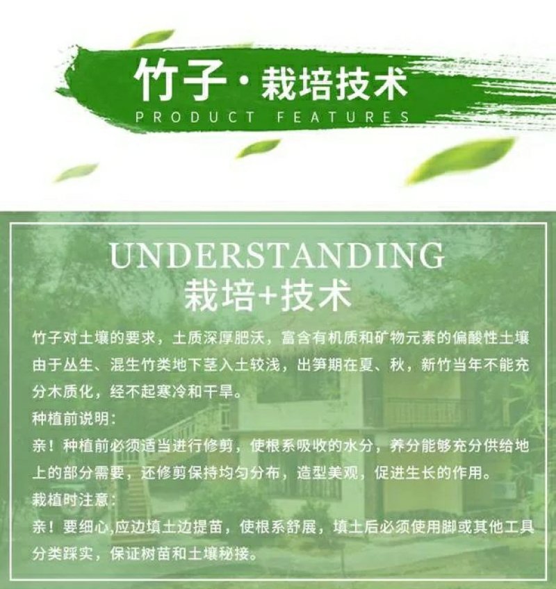 竹子苗盆栽庭院风水竹四季常青紫竹苗金镶玉竹苗庭院围墙种植