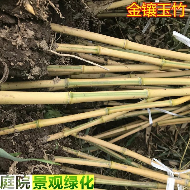 竹子苗盆栽庭院风水竹四季常青紫竹苗金镶玉竹苗庭院围墙种植