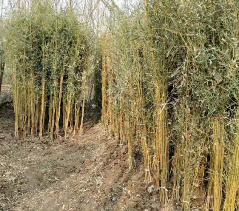 竹子苗盆栽庭院风水竹四季常青紫竹苗金镶玉竹苗庭院围墙种植