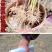 竹子苗盆栽庭院风水竹四季常青紫竹苗金镶玉竹苗庭院围墙种植