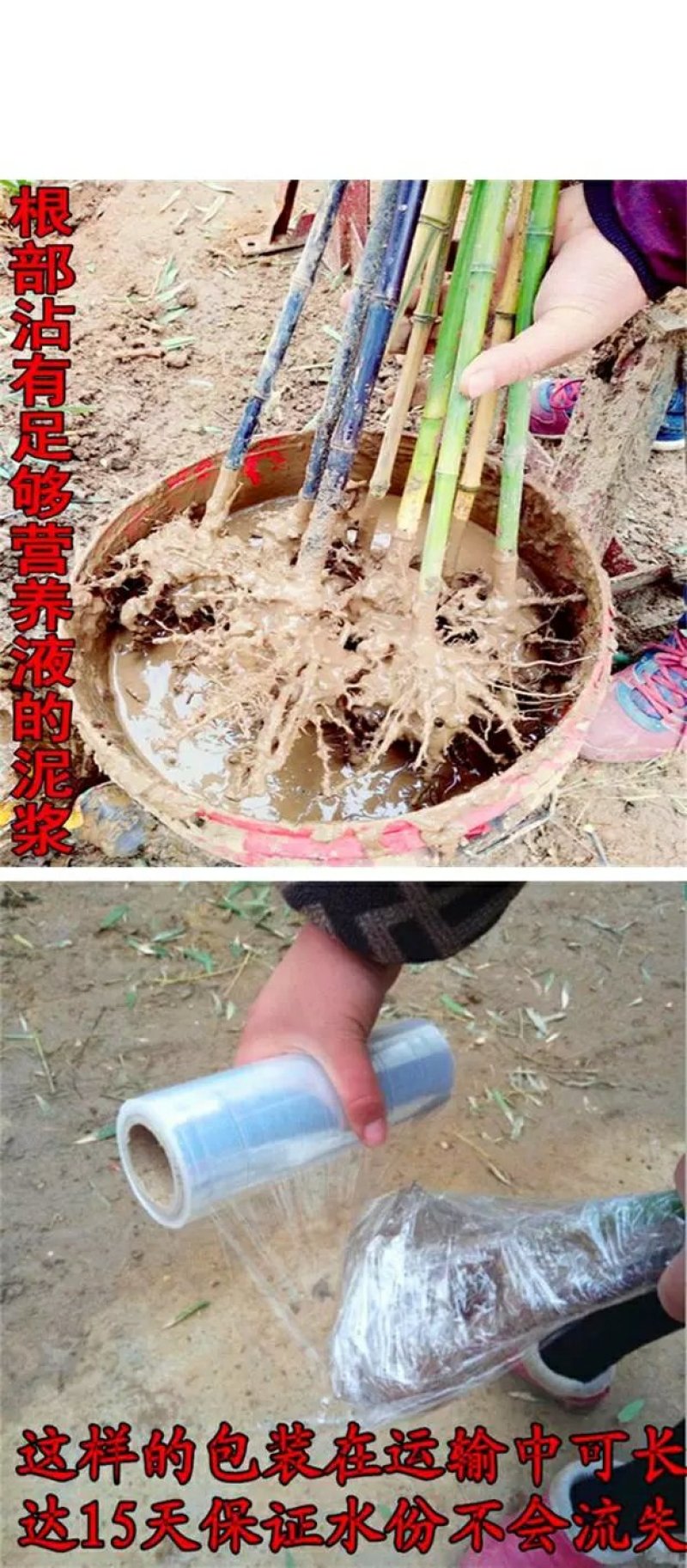 竹子苗盆栽庭院风水竹四季常青紫竹苗金镶玉竹苗庭院围墙种植