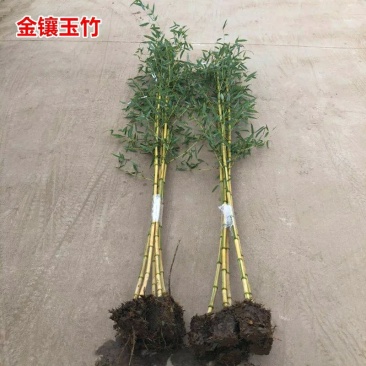 竹子苗盆栽庭院风水竹四季常青紫竹苗金镶玉竹苗庭院围墙种植