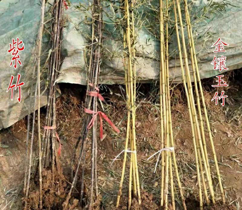 竹子苗盆栽庭院风水竹四季常青紫竹苗金镶玉竹苗庭院围墙种植