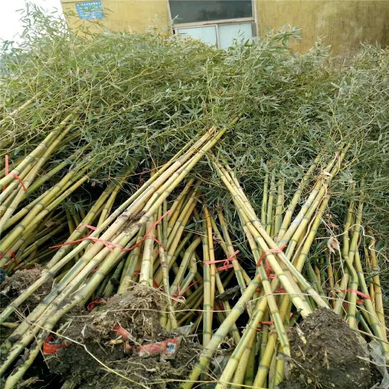竹子苗盆栽庭院风水竹四季常青紫竹苗金镶玉竹苗庭院围墙种植