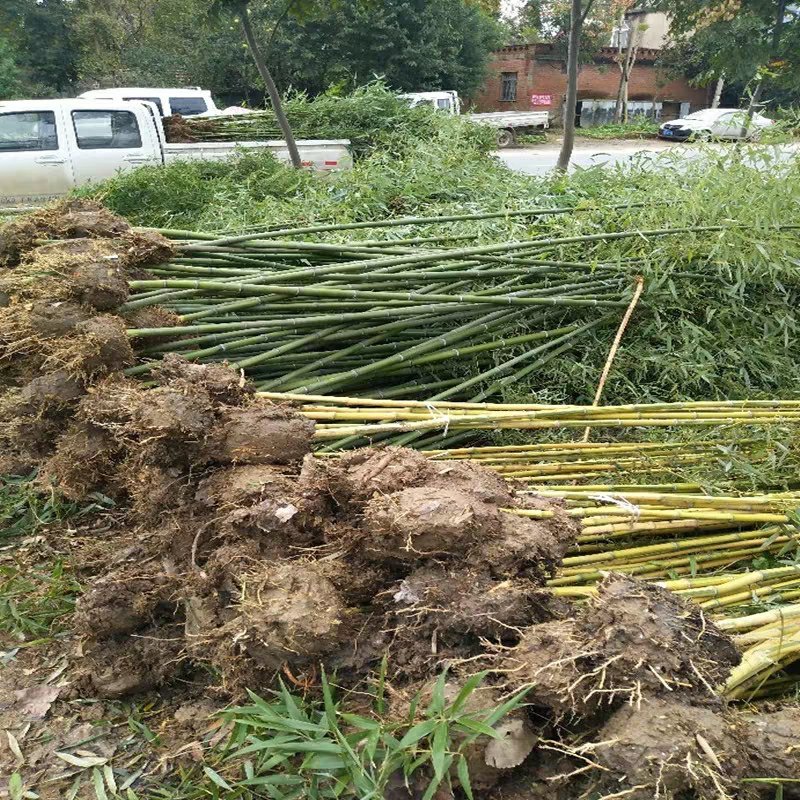 竹子苗盆栽庭院风水竹四季常青紫竹苗金镶玉竹苗庭院围墙种植