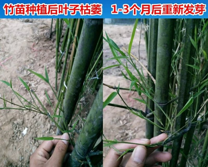 竹子苗盆栽庭院风水竹四季常青紫竹苗金镶玉竹苗庭院围墙种植