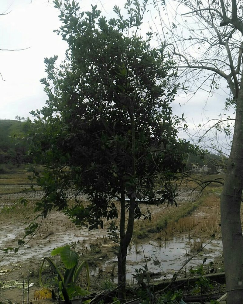 嫁接苗木自种景观树，公园树