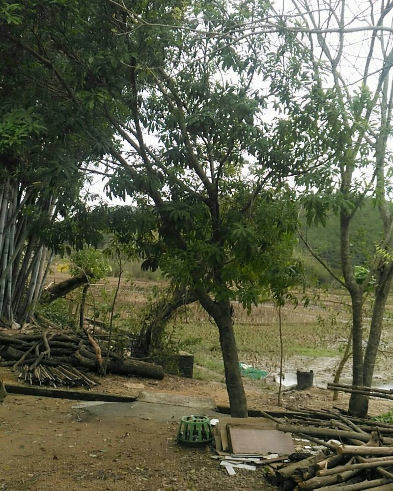 自种杨梅树嫁接种植优良品种