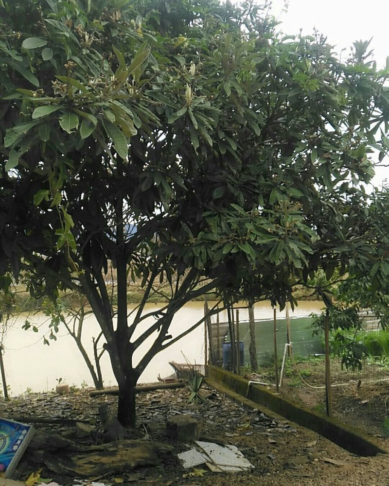 自种嫁接水果树枇杷树果实树