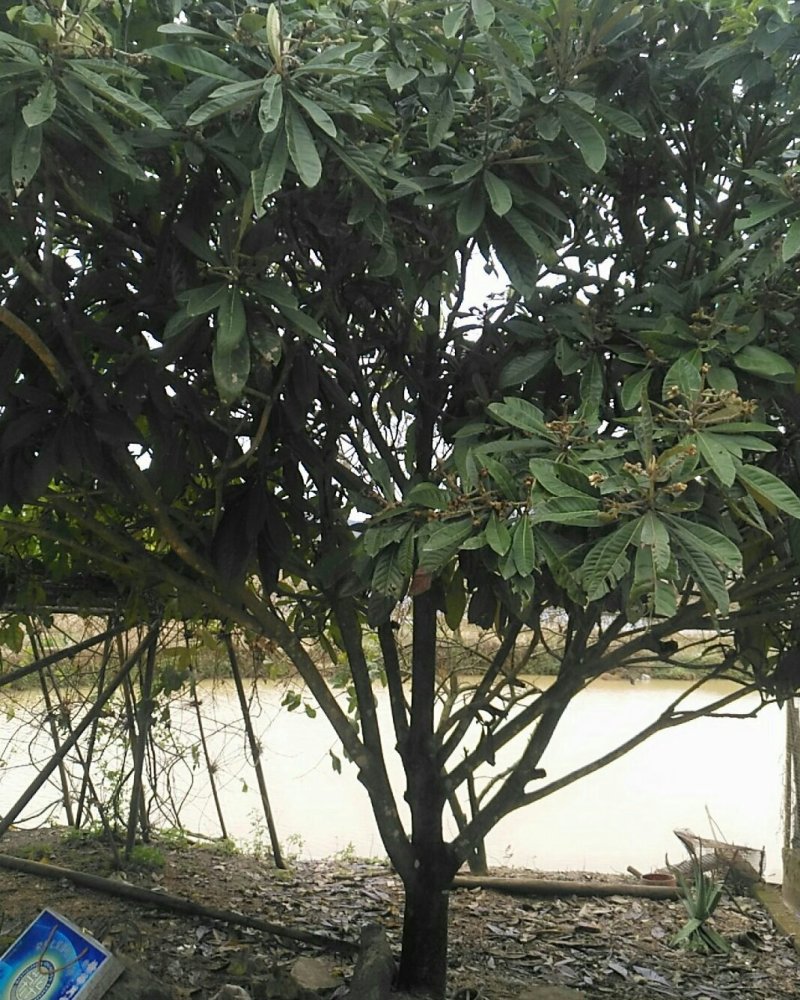 自种嫁接水果树枇杷树果实树
