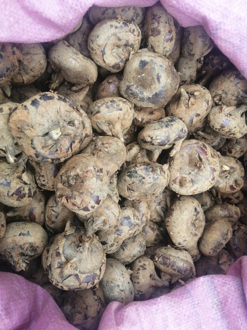 马蹄，荸荠7斤装69包邮