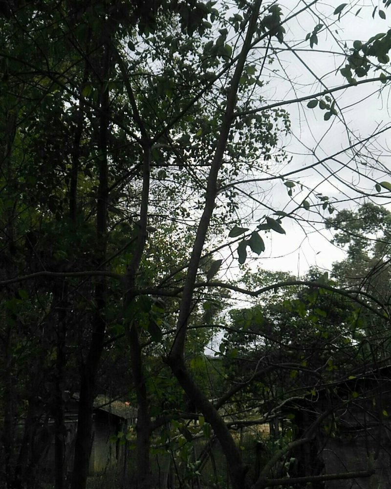 嫁接苗木景观树公园树四季常绿