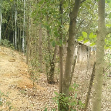 嫁接苗木景观树公园树四季常绿