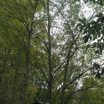 多杆香樟树，公园树，垂直树枝树