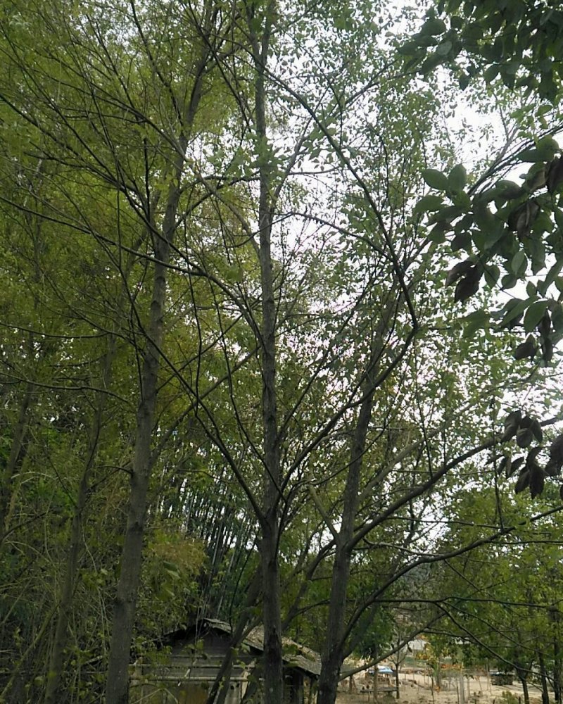 多杆香樟树，公园树，垂直树枝树