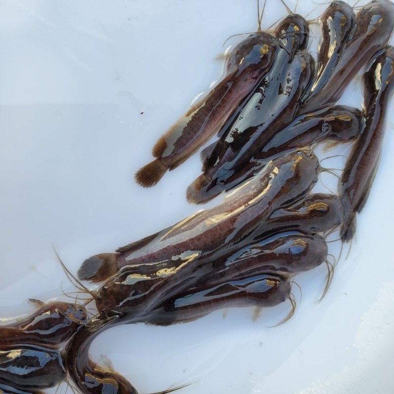 塘鲺鱼苗快大种塘鲺鱼苗塘角鱼苗本地塘鲺鱼苗