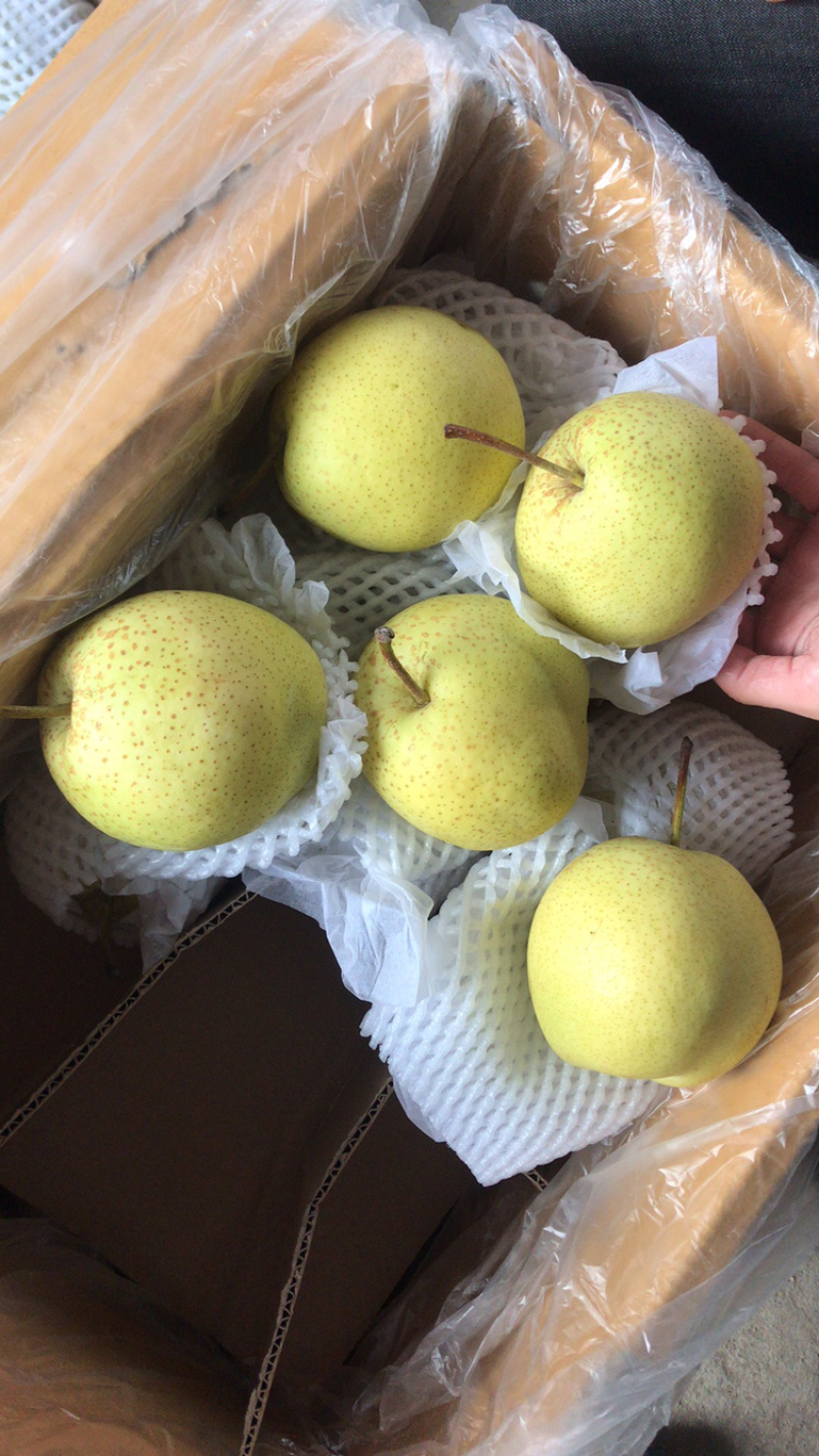 【诚信经营】赵县雪花梨一手货源充足全国发货品质保证