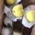 【诚信经营】赵县雪花梨一手货源充足全国发货品质保证