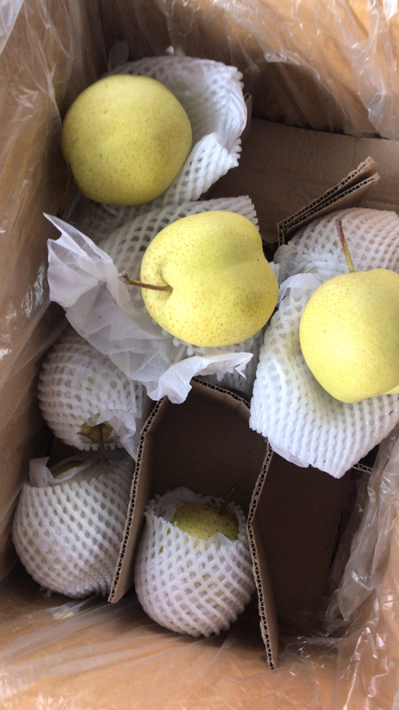 【诚信经营】赵县雪花梨一手货源充足全国发货品质保证