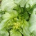 儿菜，大白菜，芹菜，青菜，