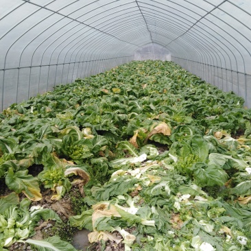 儿菜，大白菜，芹菜，青菜，