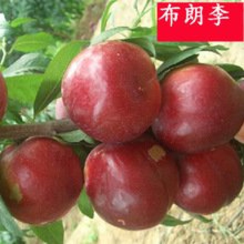 美国红李苗红布林李子苗红布朗李红布林树苗布林李苗