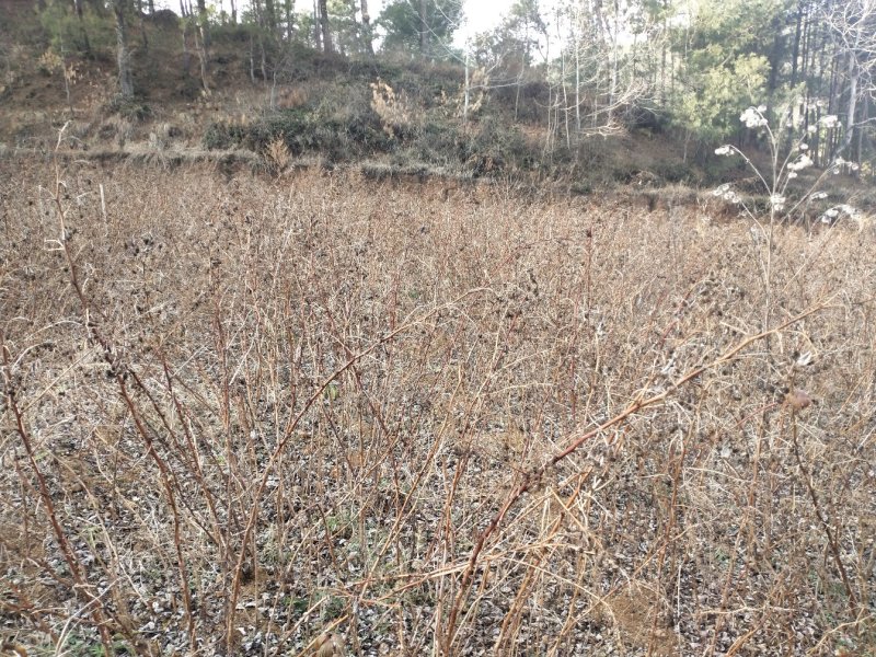 双季红树莓苗大果保证品种质量，包成活