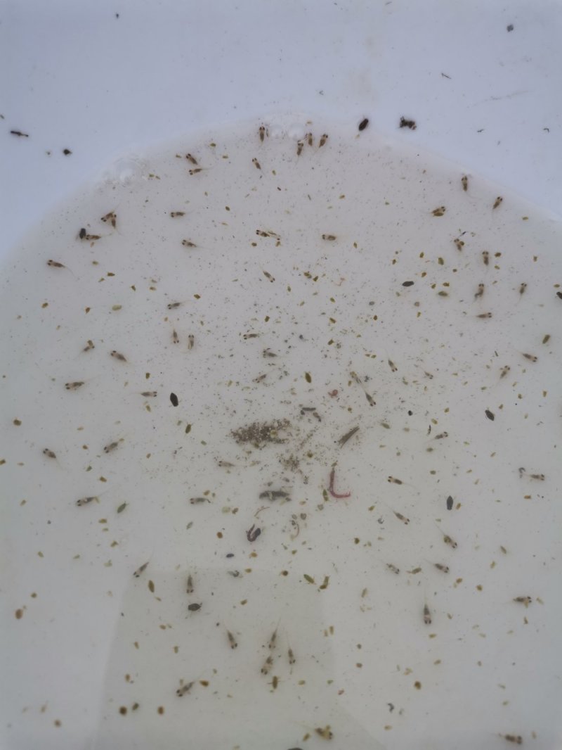 大量加州鲈朝苗出售，各种规格，大优惠