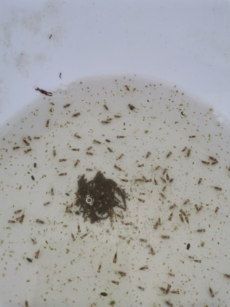 大量加州鲈朝苗出售，各种规格，大优惠