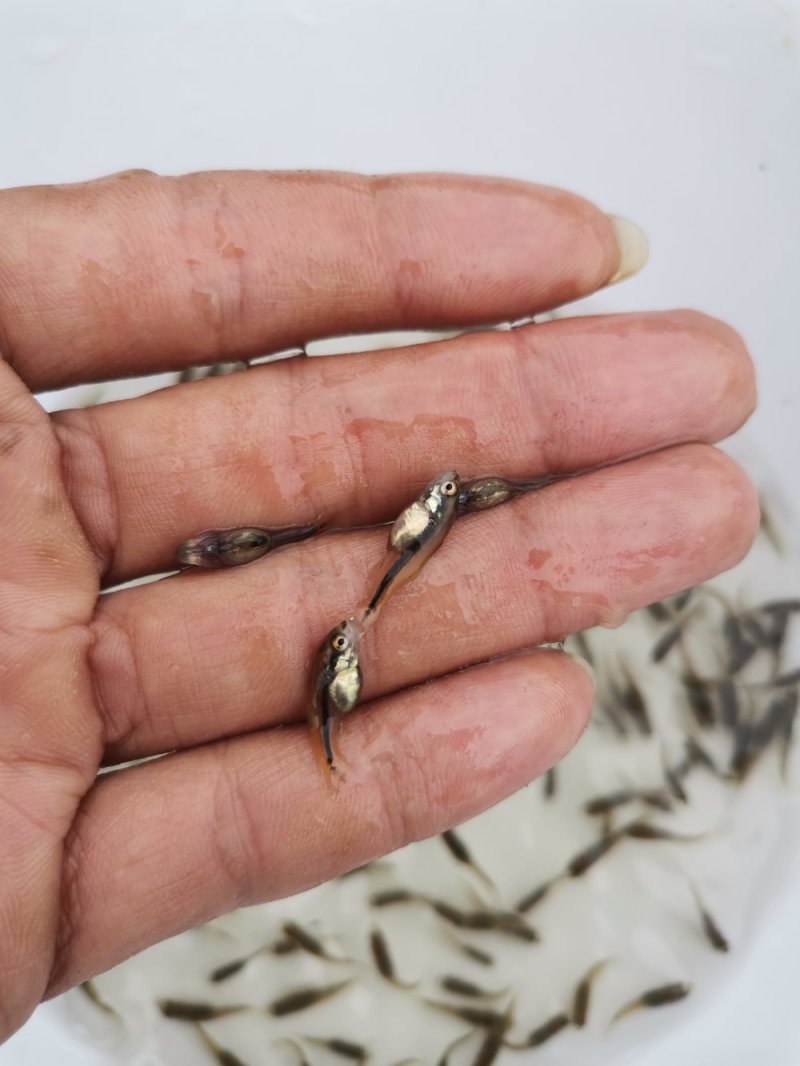 大量加州鲈朝苗出售，各种规格，大优惠