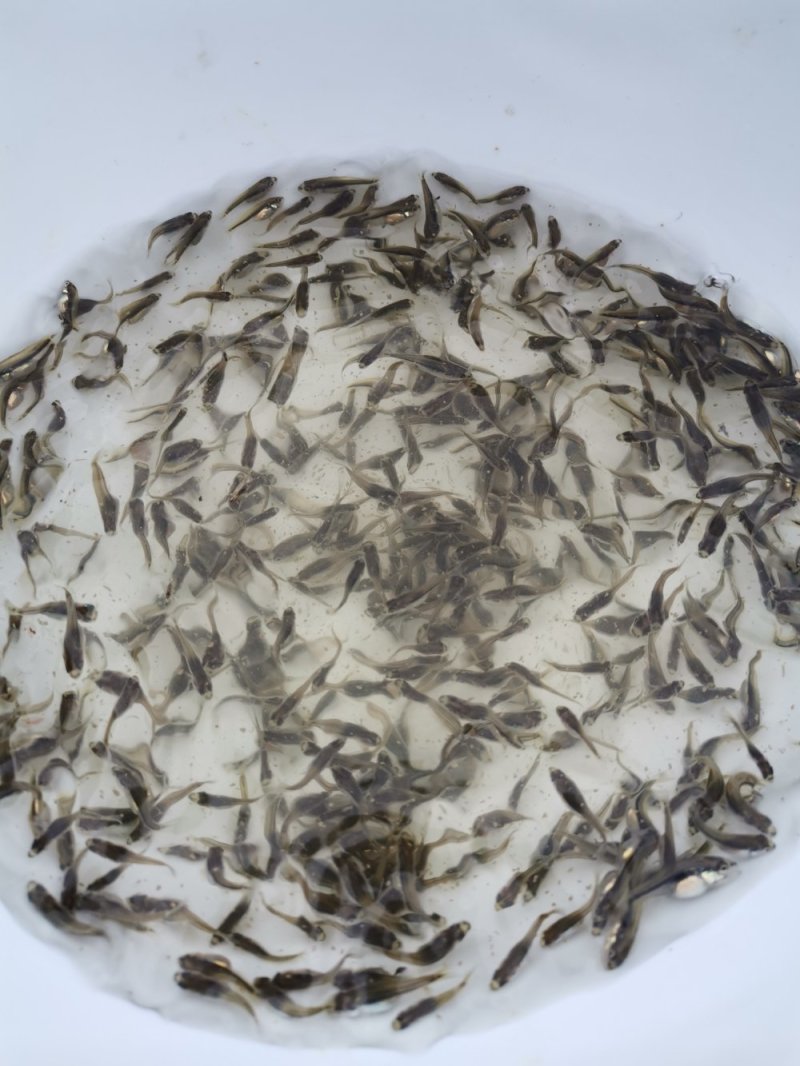 大量加州鲈朝苗出售，各种规格，大优惠