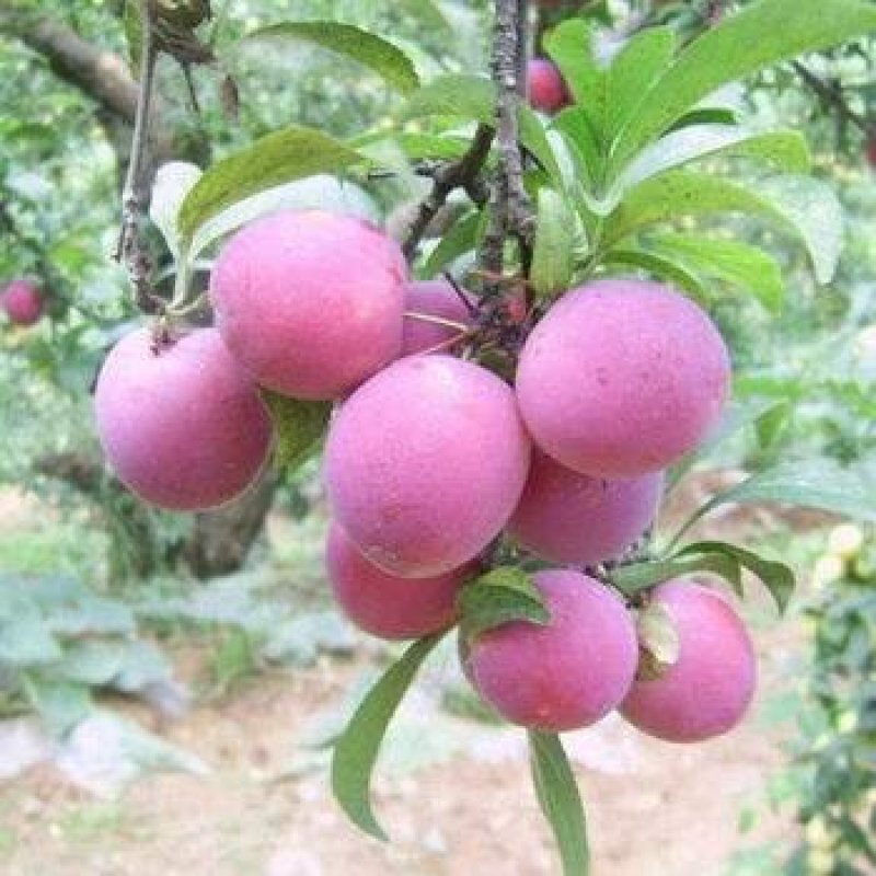 李子树苗嫁接李子苗脆皮红李子晚早熟盆栽地栽南北方种植当年