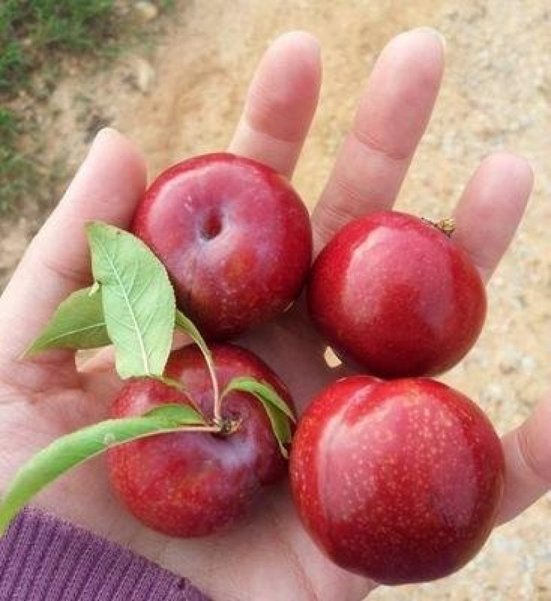 李子树苗嫁接李子苗脆皮红李子晚早熟盆栽地栽南北方种植当年