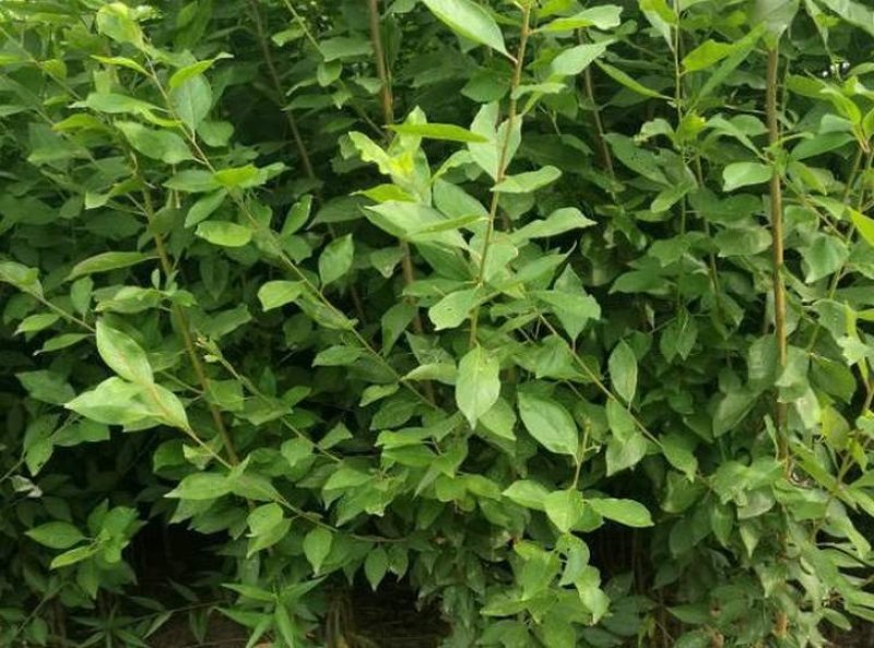 李子树苗嫁接李子苗脆皮红李子晚早熟盆栽地栽南北方种植当年