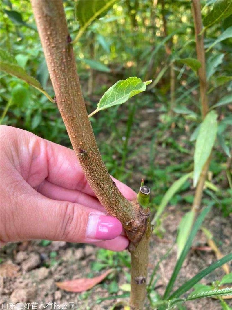李子树苗嫁接李子苗脆皮红李子晚早熟盆栽地栽南北方种植当年