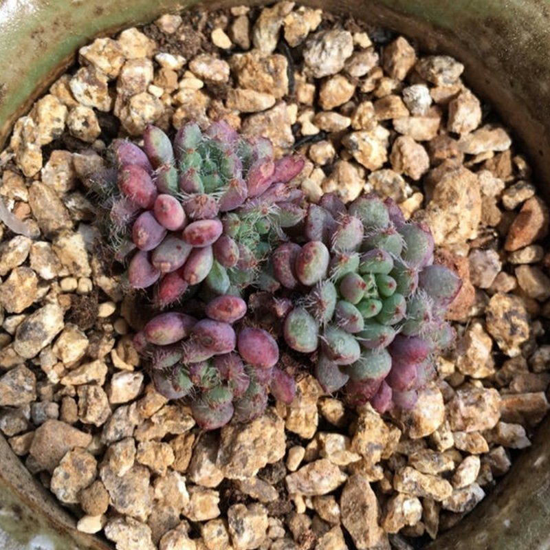 多肉颗粒土黄金软麦饭石颗粒通用介质铺面石家庭种植花草多肉