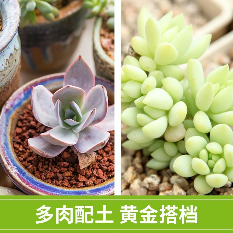 多肉颗粒土黄金软麦饭石颗粒通用介质铺面石家庭种植花草多肉