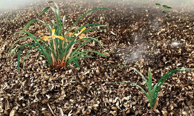 发酵腐熟花生壳君子蝴蝶兰石斛通用植料盆栽有机肥兰花种植营