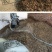 发酵腐熟花生壳君子蝴蝶兰石斛通用植料盆栽有机肥兰花种植营