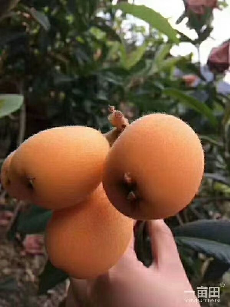 枇杷