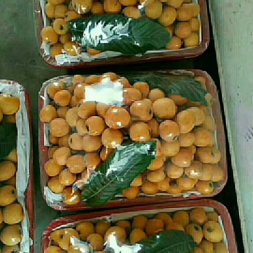 枇杷