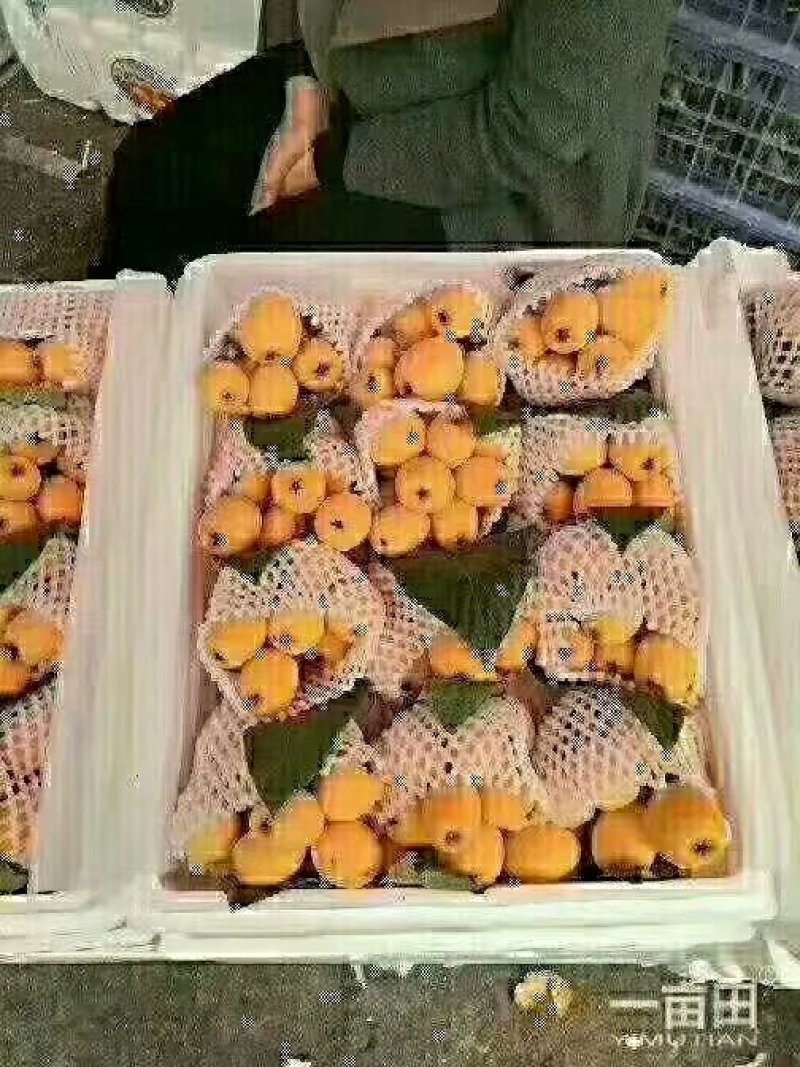 枇杷