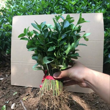 新品上市绿化工程苗木庭院绿色植物四季常青大叶冬青