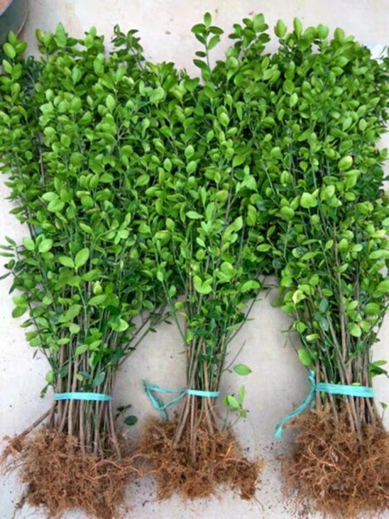 新品上市绿化工程苗木庭院绿色植物四季常青大叶冬青