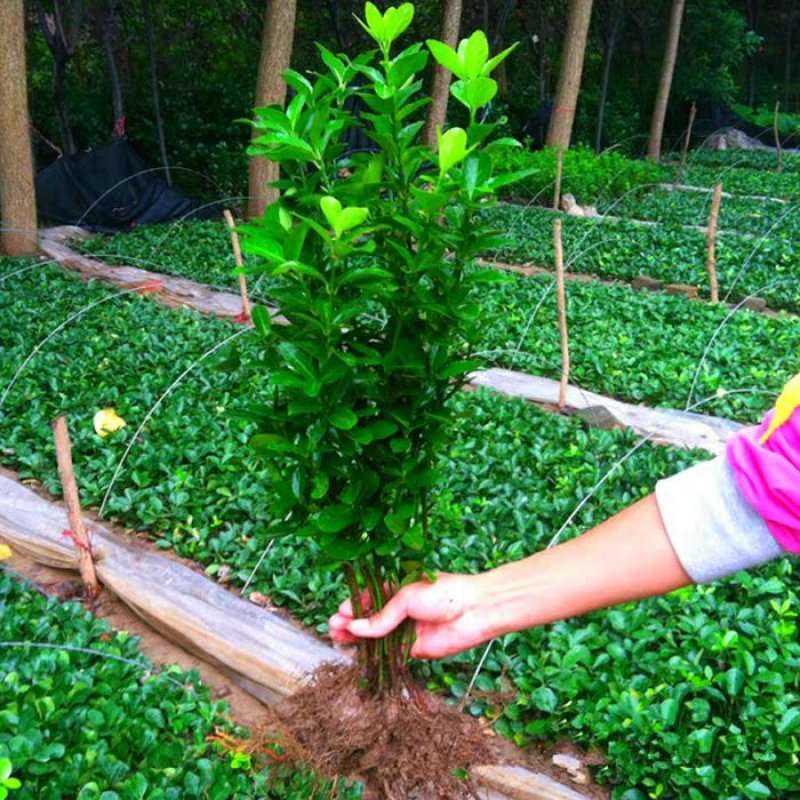 新品上市绿化工程苗木庭院绿色植物四季常青大叶冬青
