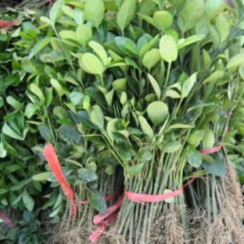 新品上市绿化工程苗木庭院绿色植物四季常青大叶冬青