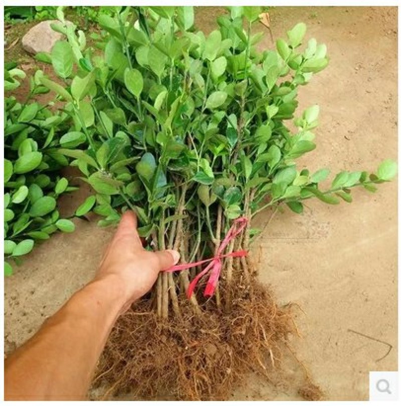 新品上市绿化工程苗木庭院绿色植物四季常青大叶冬青