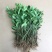 新品上市绿化工程苗木庭院绿色植物四季常青大叶冬青